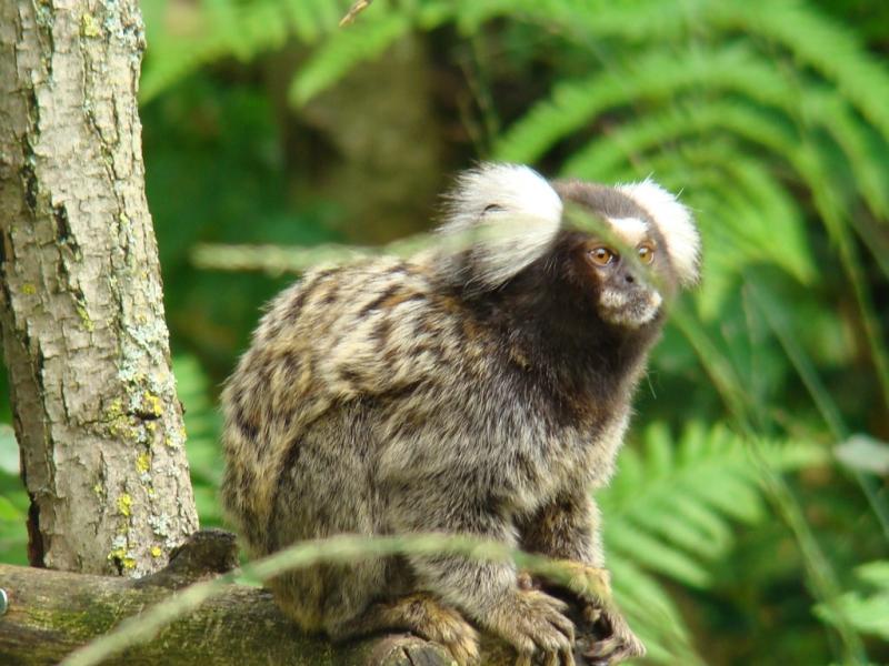 Ouistiti à pinceaux