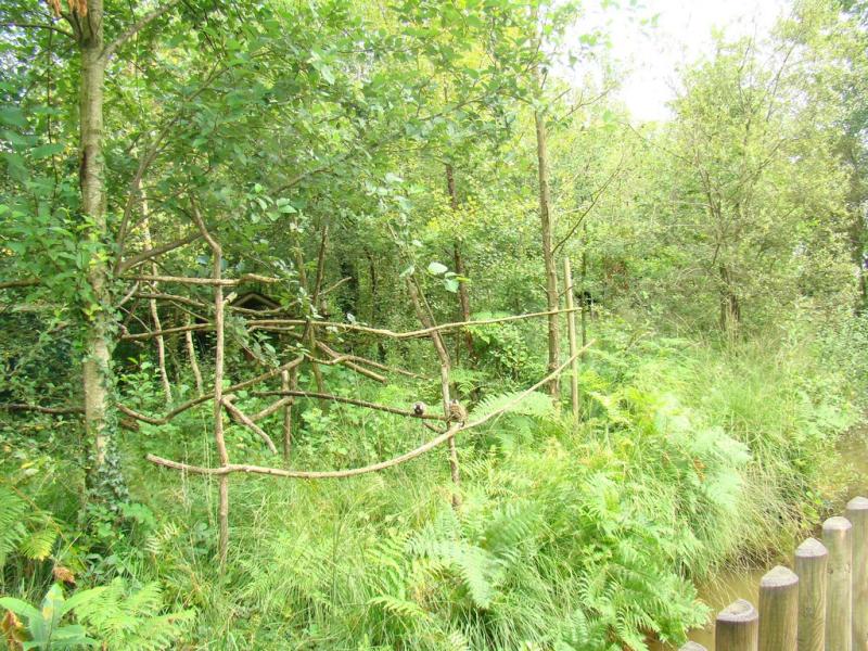 Ouistiti à pinceaux