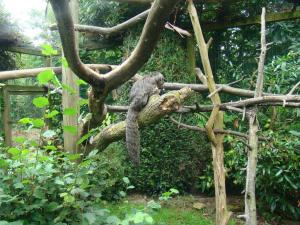 Saki à face blanche