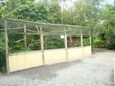 Saki à face blanche - 2007