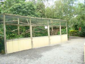 Saki à face blanche