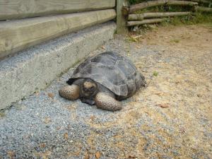 Tortue géante