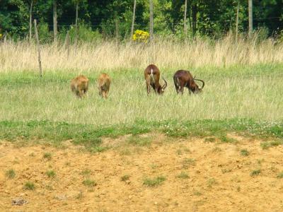 Damalisque à front blanc - 2007