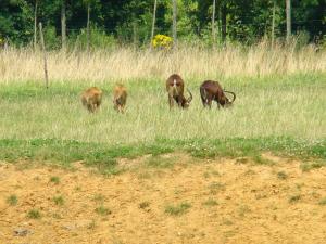 Damalisque à front blanc