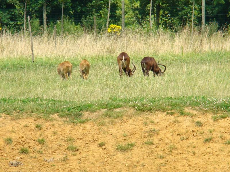 Damalisque à front blanc