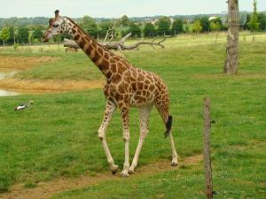 Girafe de Rotchild