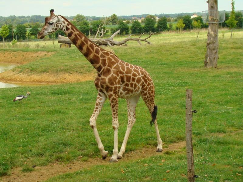 Girafe de Rotchild