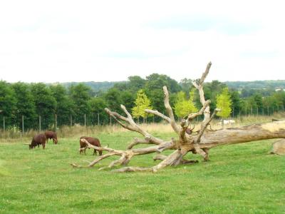 Boeuf Watussi - 2007