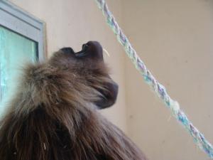 Gelada