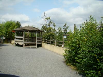 Loup du Canada - 2007