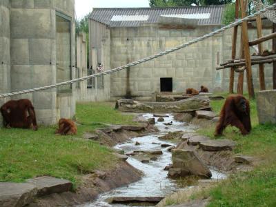 Orang-outang - 2007