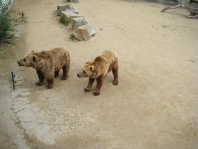 Ours brun - 2007