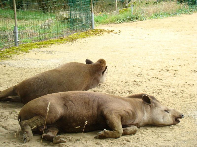 Tapir terrestre