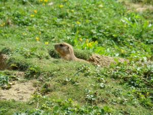 Chien de prairie
