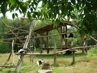 Colobe guéréza - 2007