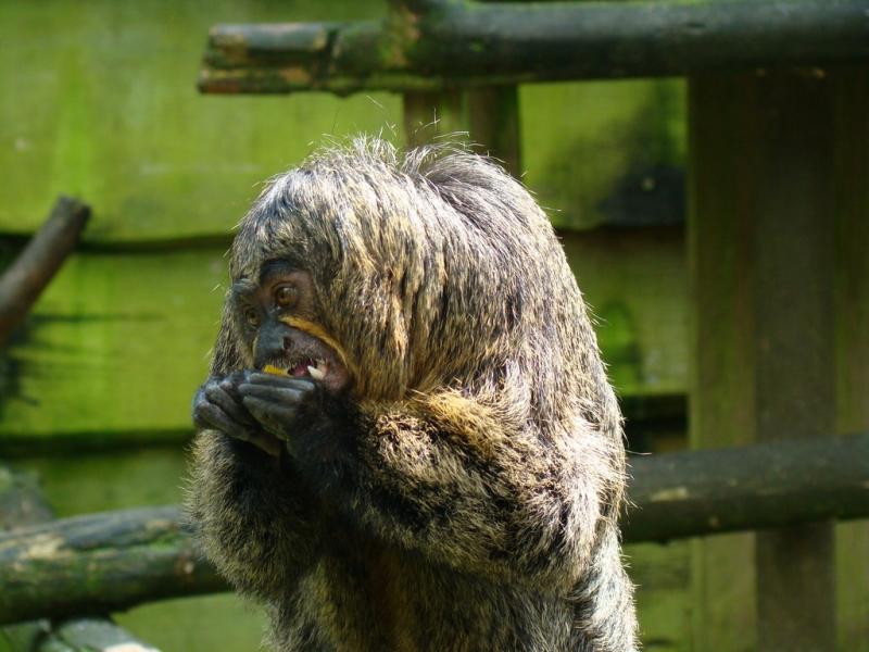 Saki à face blanche