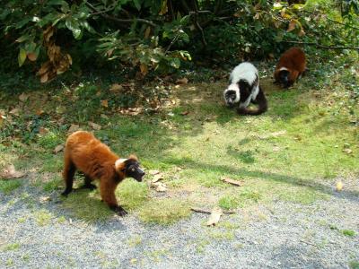 Vari roux- Vari noir et blanc - 2007