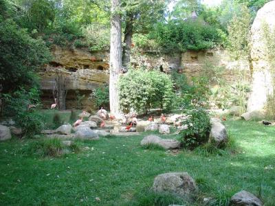 Volière guyannaise - 2004