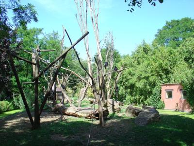 Atèle noir de Colombie - 2004