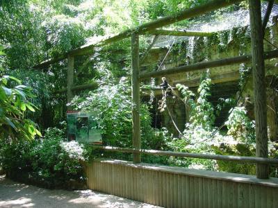 Calao bicorne - 2004