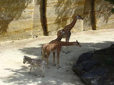 Girafe d'Afrique centrale - 2004