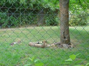 Guépard