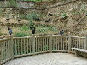Ibis chauve