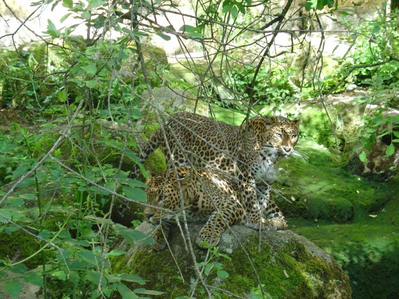 Léopard du Sri Lanka