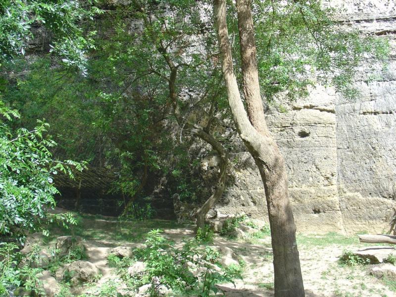 Panthère des neiges