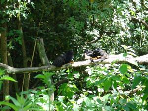 Tamarin à mains rousses