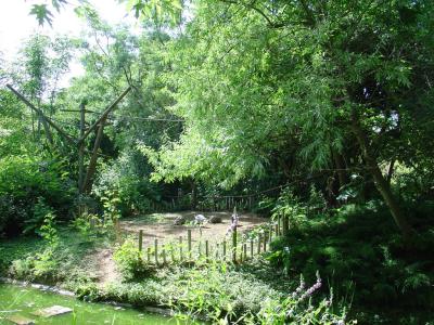 Tortue radiée - 2004