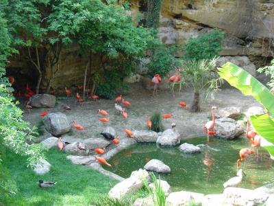 Volière guyannaise - 2004