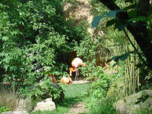 Flamant de Cuba