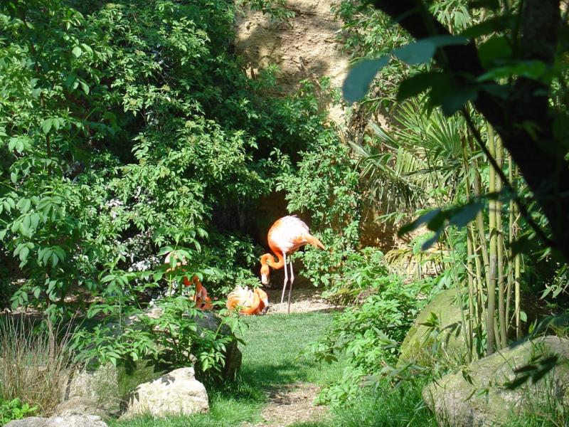 Flamant de Cuba