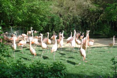 Flamant du Chili - 2004