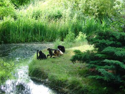 Gibbon à favoris roux - 2004