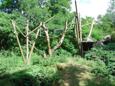 Gibbon à mains blanches - 2004