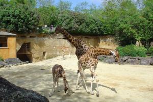 Girafe d'Afrique centrale
