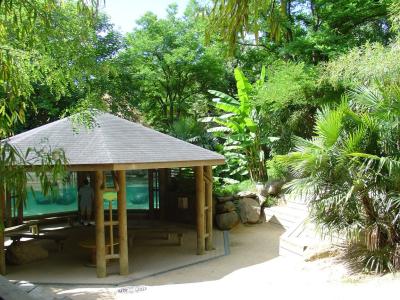 Hippopotame pygmée - 2004