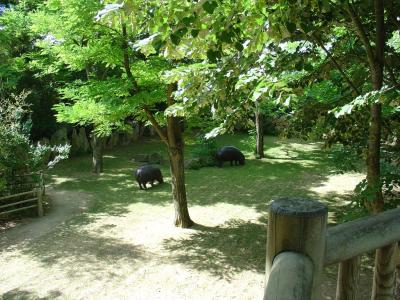 Hippopotame pygmée - 2004