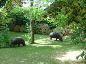 Hippopotame pygmée