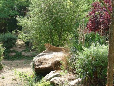 Lion - 2004