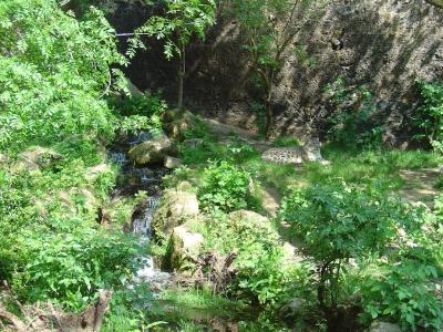 Panthère des neiges - 2004