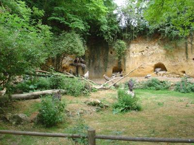 Vautour fauve - Vautour moine - 2004