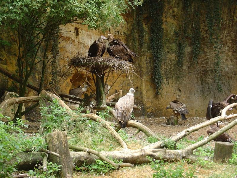 Vautour fauve - Vautour moine