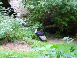 Condor