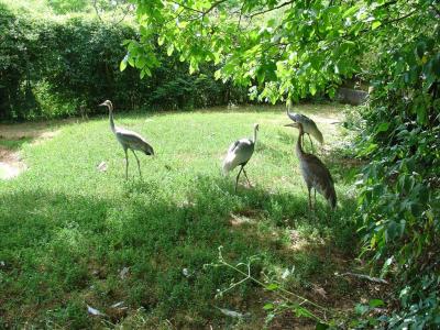 Grue à cou blanc - 2004