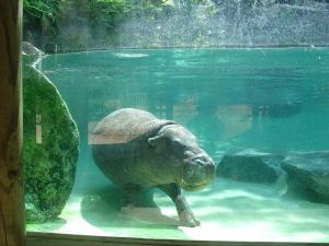 Hippopotame pygmée