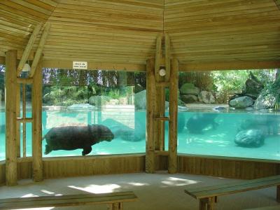 Hippopotame pygmée - 2004