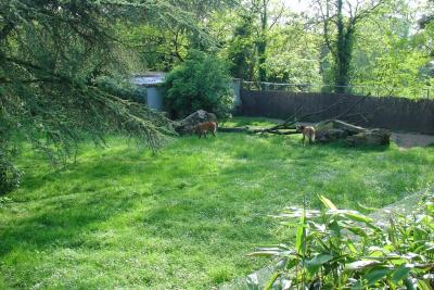 Loup à crinière - 2004